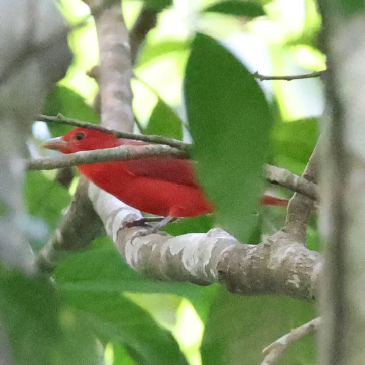 Summer Tanager