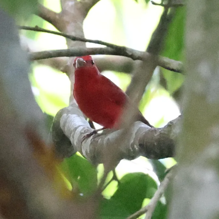 Summer Tanager