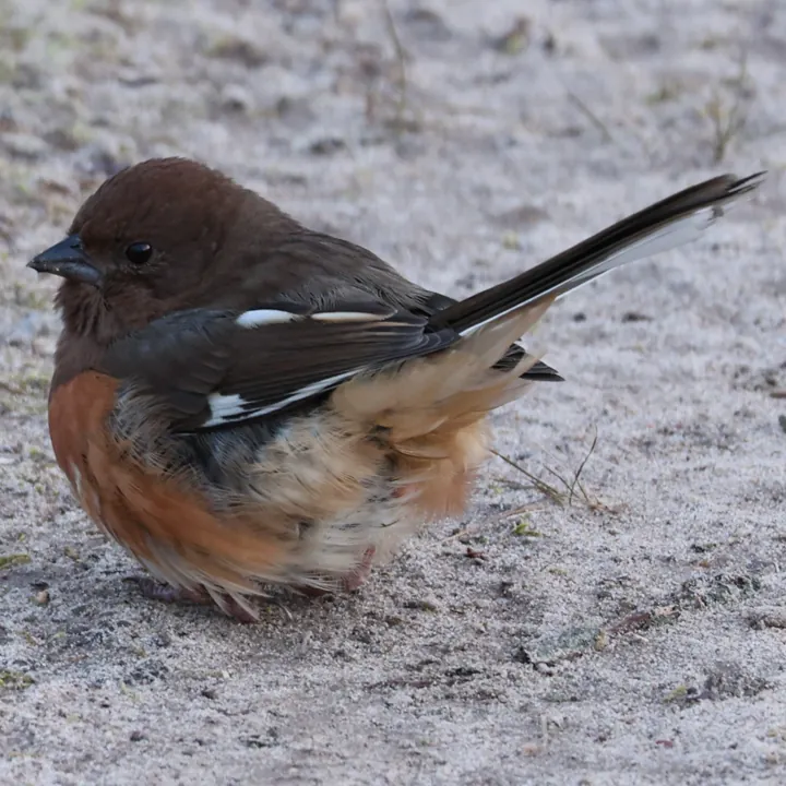 Eastern Towhee