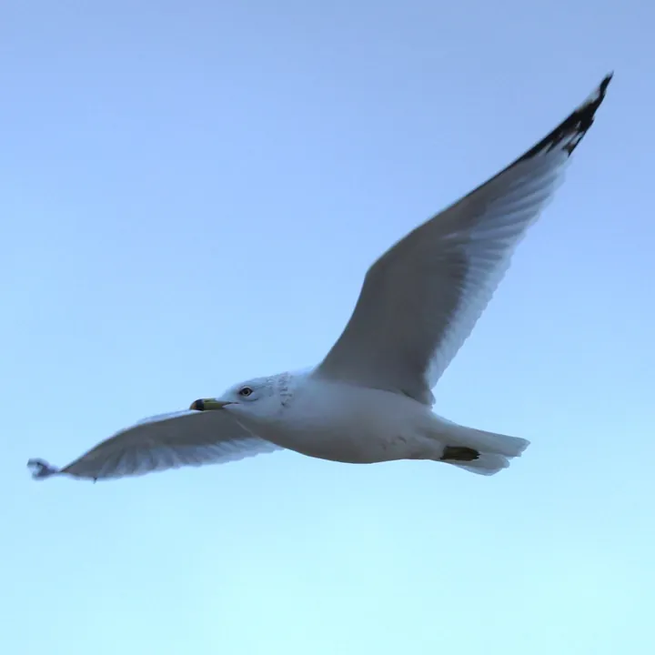 Ring-billed Gull