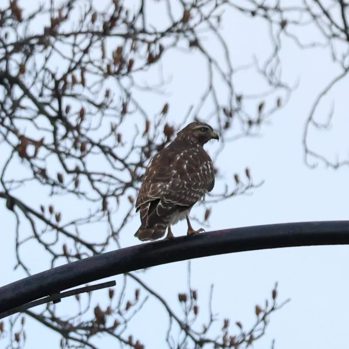 Red-shouldered Hawk