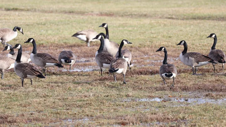 Canada Goose
