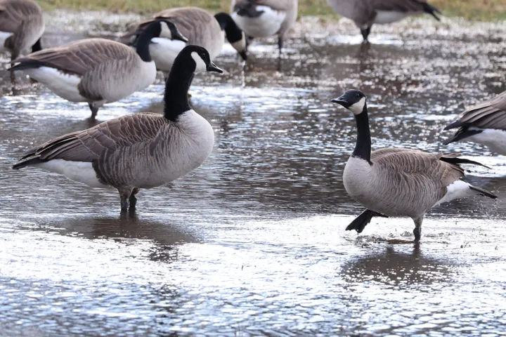 Canada Goose