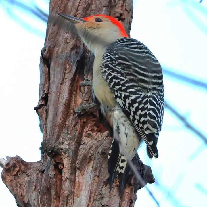 Red-bellied Woodpecker