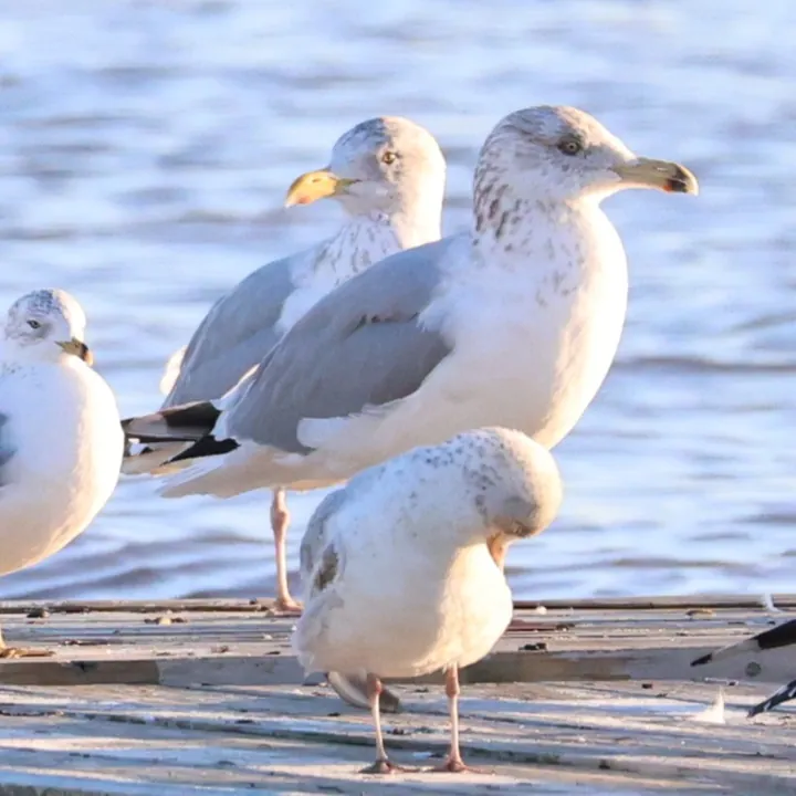 American Herring Gull