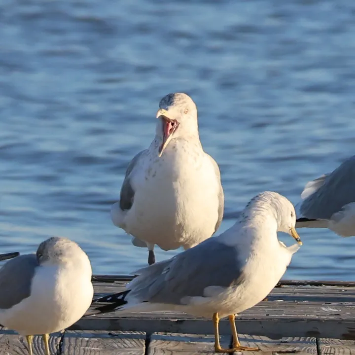 American Herring Gull