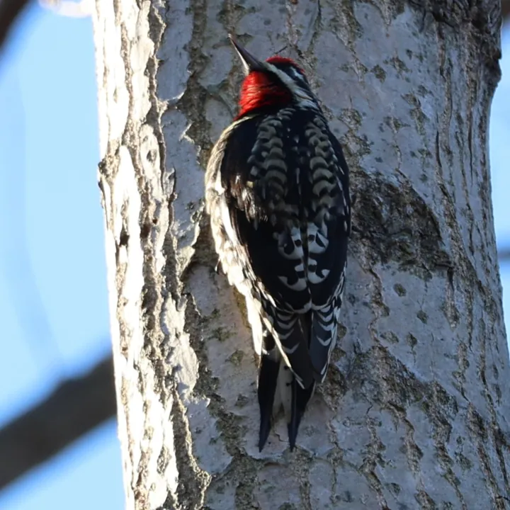Yellow-bellied Sapsucker