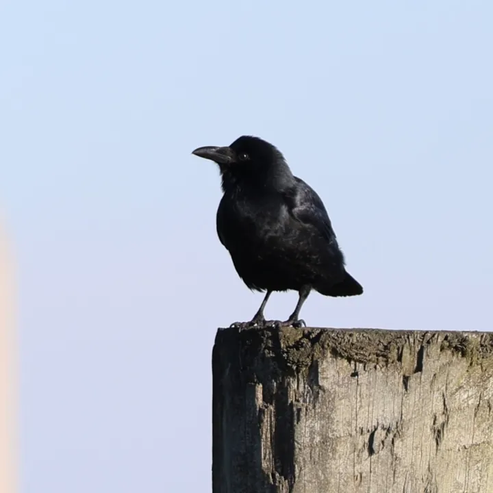 Fish Crow