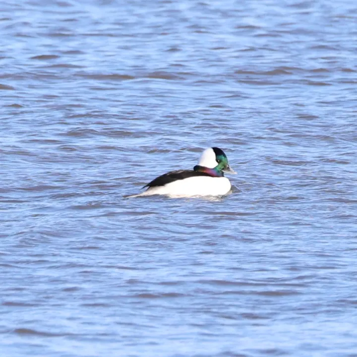 Bufflehead