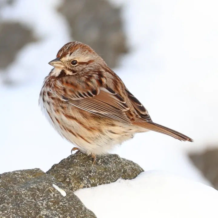 Song Sparrow