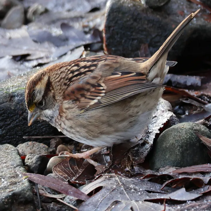 White-throated Sparrow