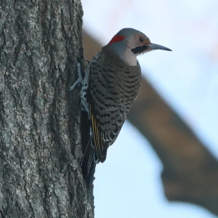Northern Flicker