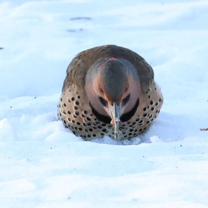 Northern Flicker