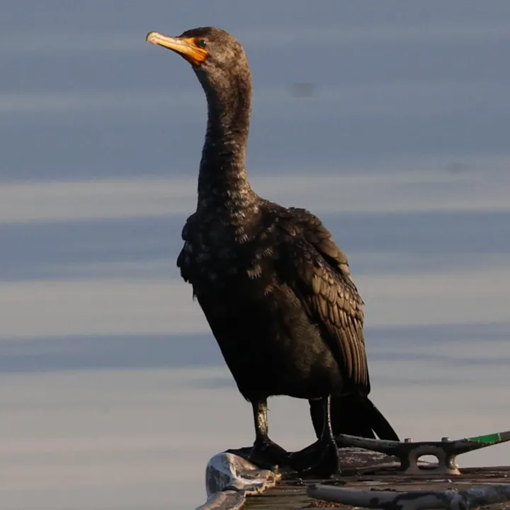 Double-crested Cormorant