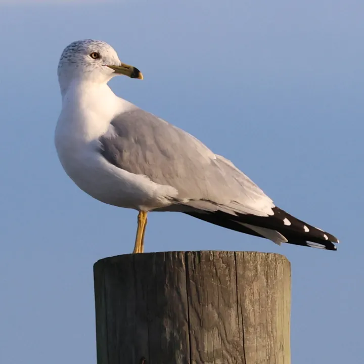 Ring-billed Gull