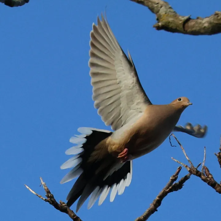 Mourning Dove