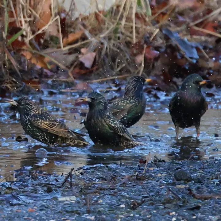 European Starling