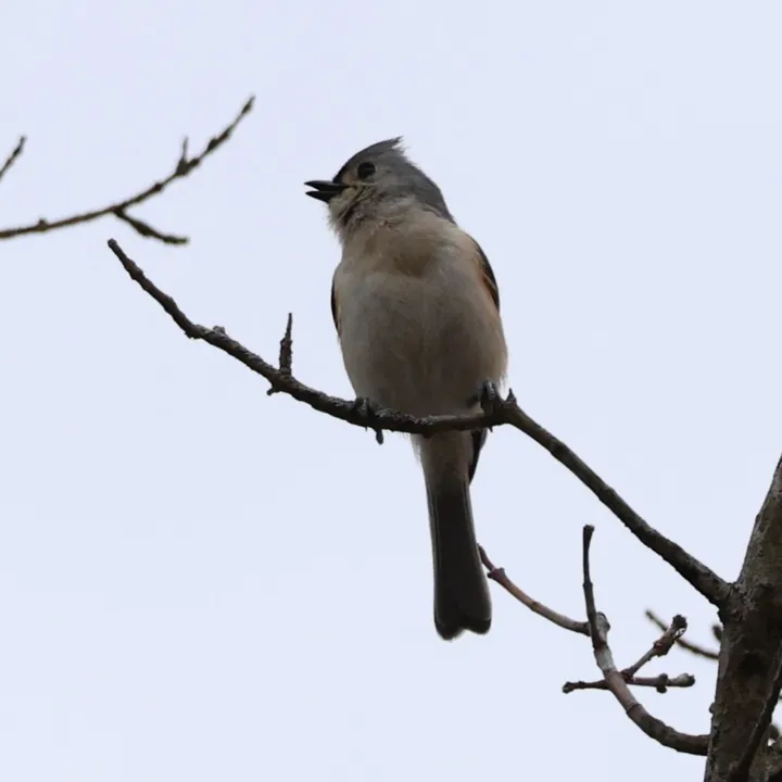 Tufted Titmouse