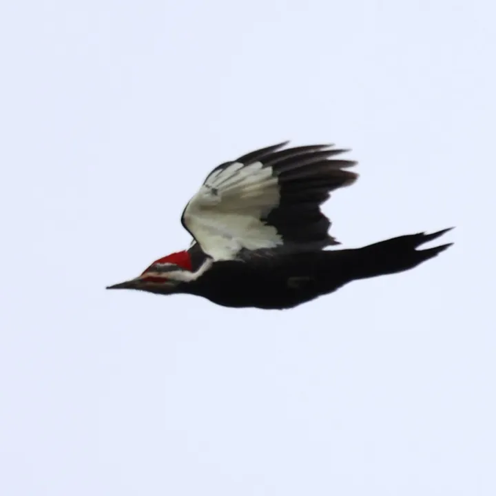 Pileated Woodpecker