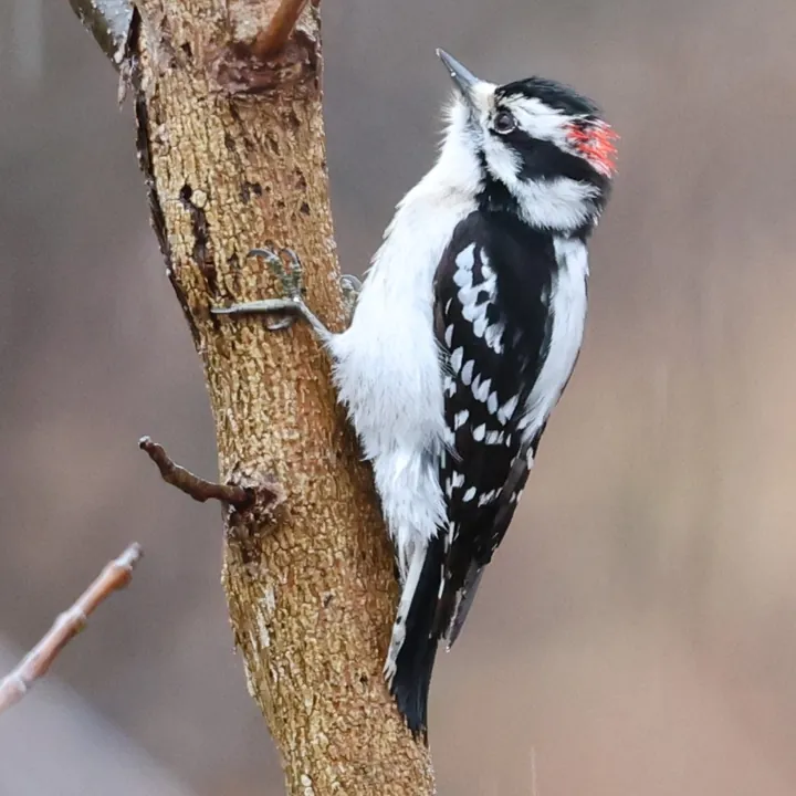 Downy Woodpecker
