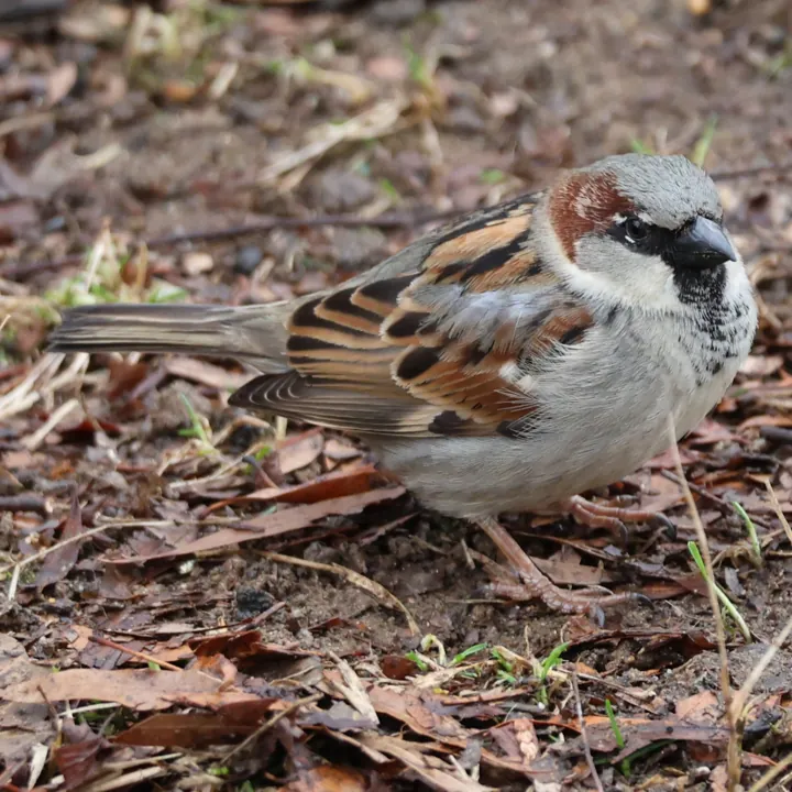 House Sparrow