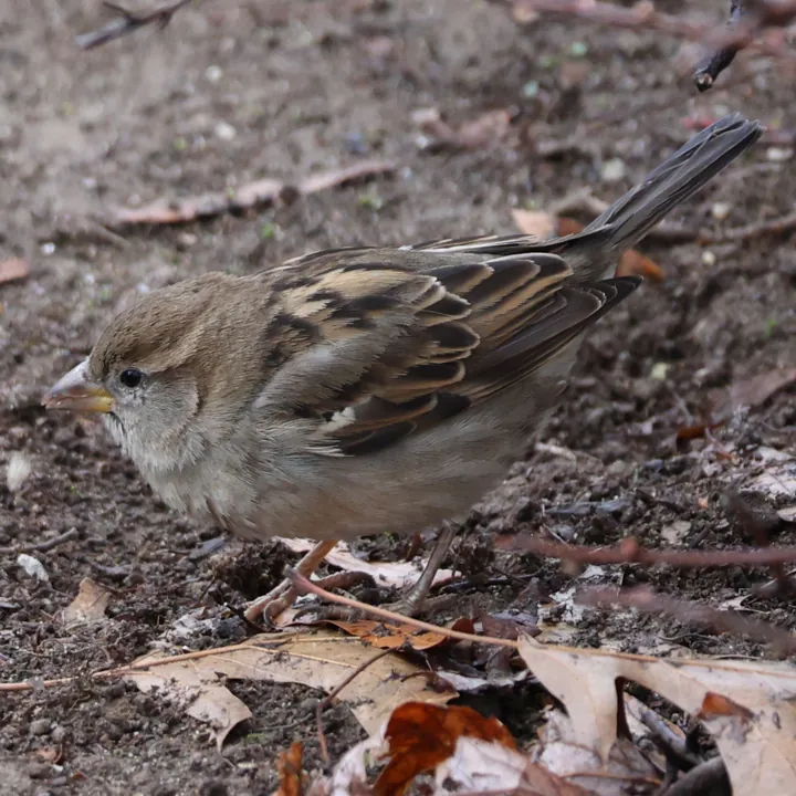 House Sparrow