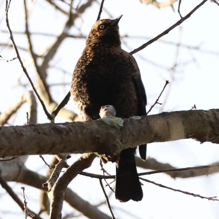 Rusty Blackbird