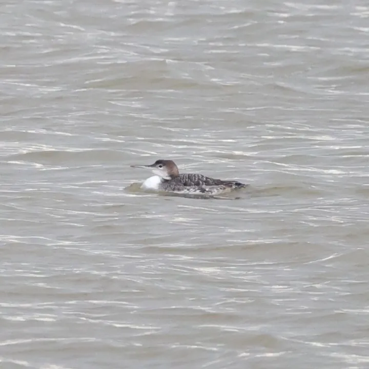 Common Loon