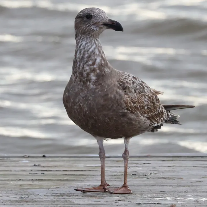 American Herring Gull