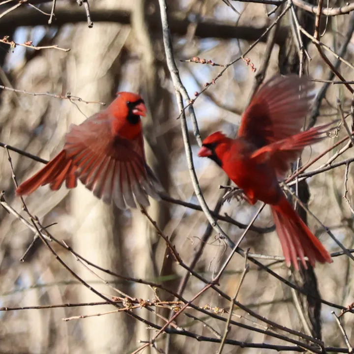 Northern Cardinal