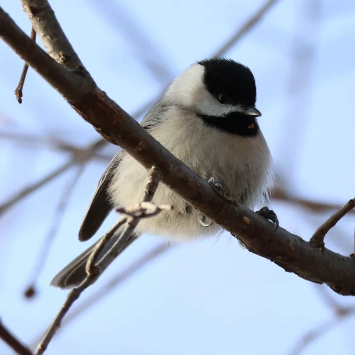 Carolina Chickadee