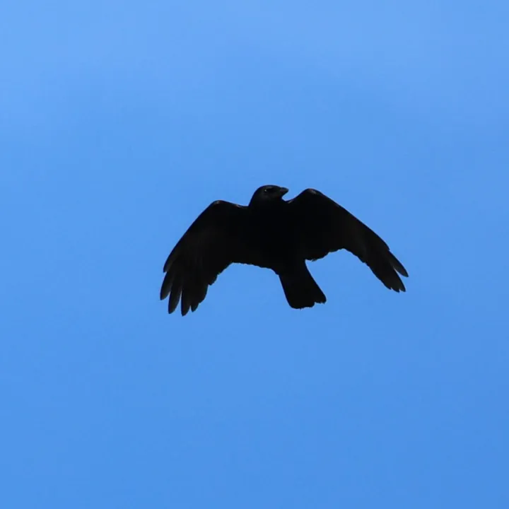 Fish Crow