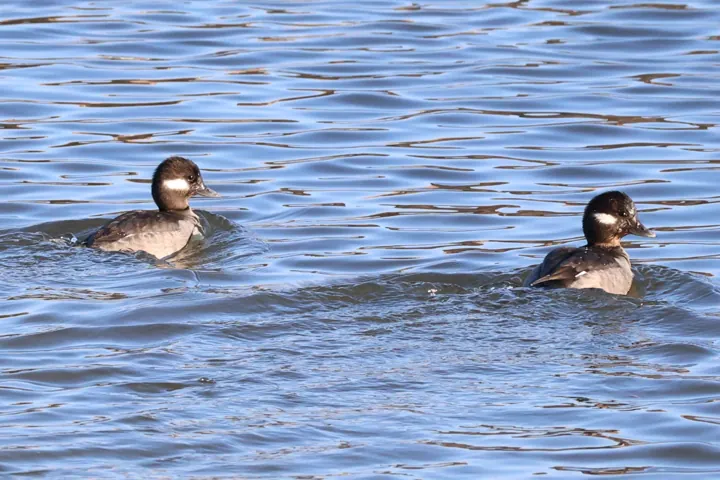 Bufflehead