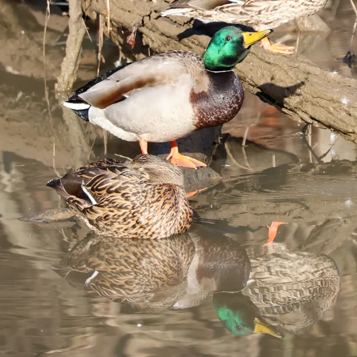 Mallard
