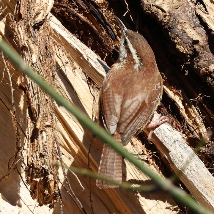 Carolina Wren