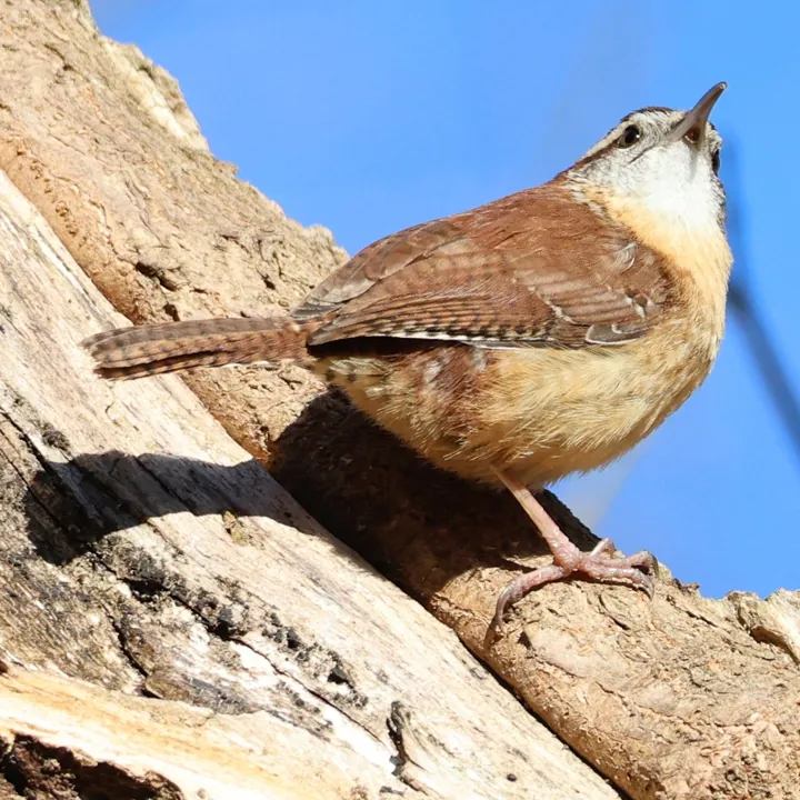 Carolina Wren