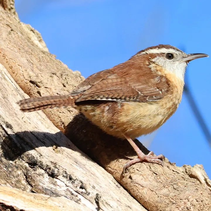 Carolina Wren