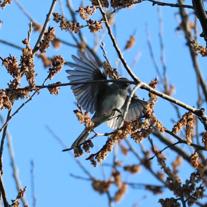 Dark-eyed Junco
