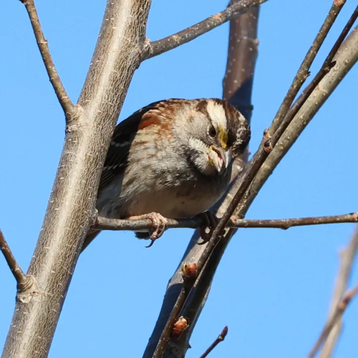 White-throated Sparrow