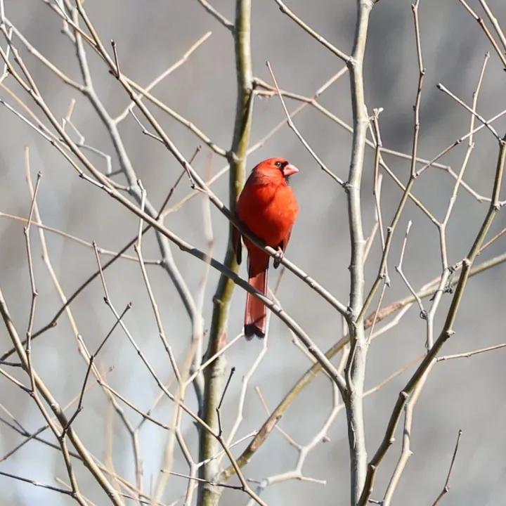 Northern Cardinal