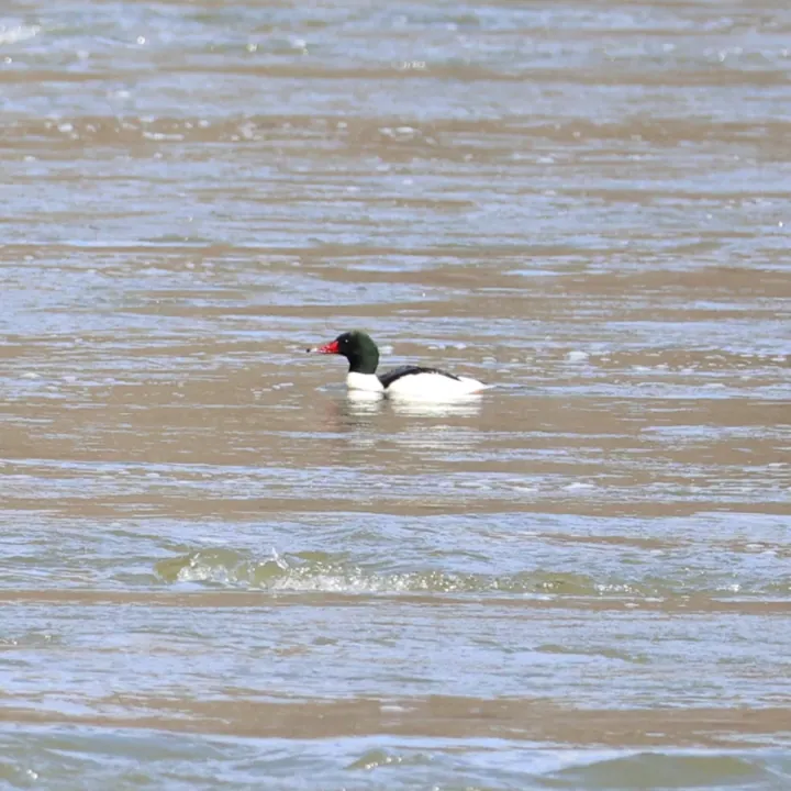 Common Merganser