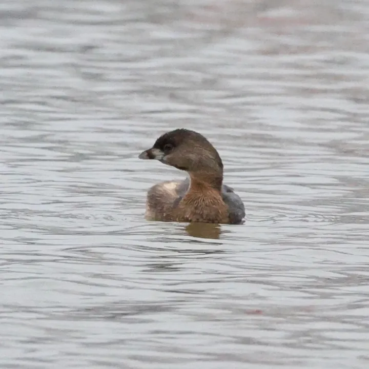 Pied-billed Grebe