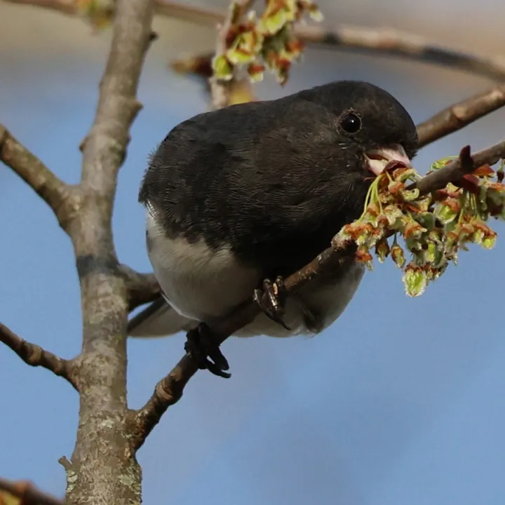 Dark-eyed Junco