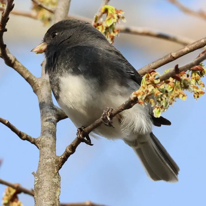 Dark-eyed Junco