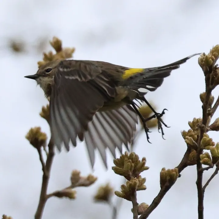 Yellow-rumped Warbler