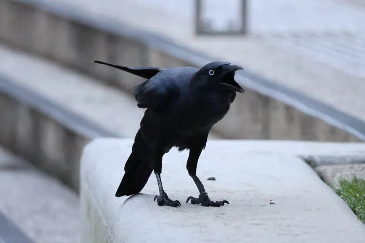 Torresian Crow