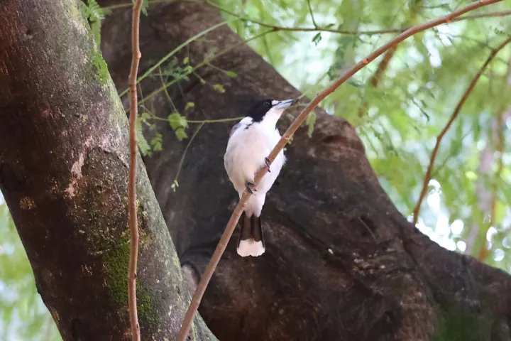 Gray Butcherbird