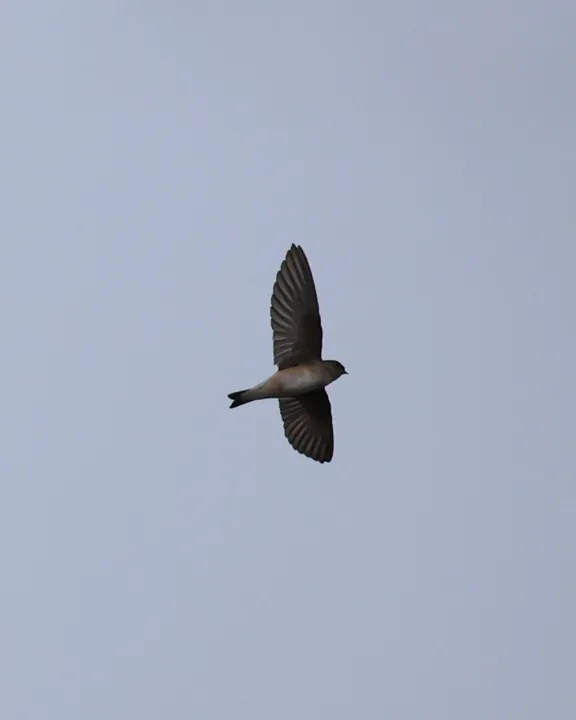 Tree Martin