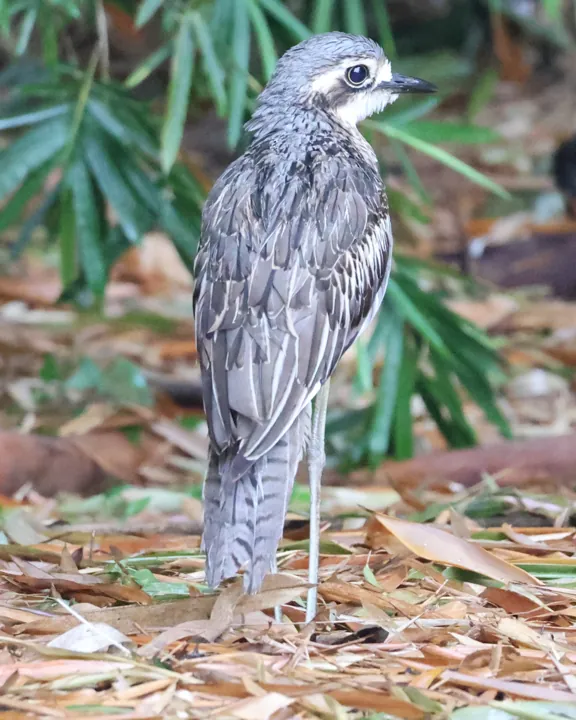 Bush Thick-knee