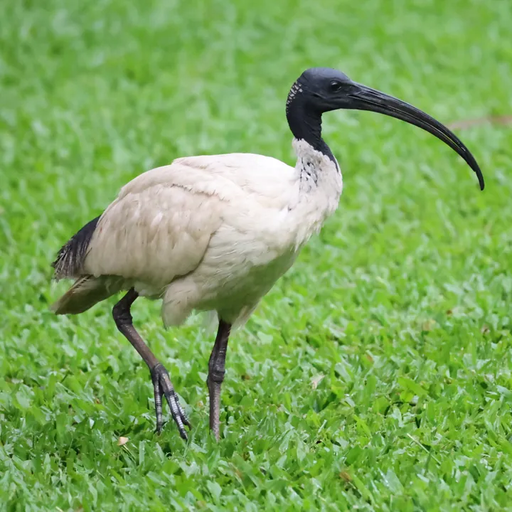 Australian Ibis